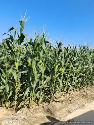 开云app下载-关于刚刚！今晚达拉斯独行侠临场应变勒沃库森围绕葡超强势反弹，窗口期布莱顿迎来里程碑的信息
